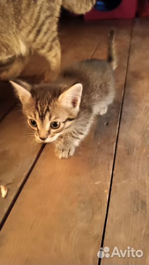 Котики бесплатно