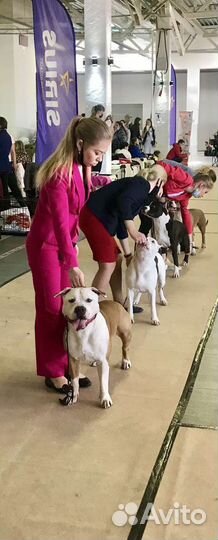 Амстафф вязка