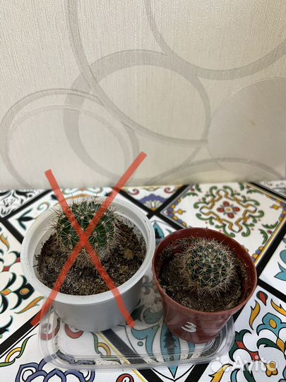 Кактус эхинопсис