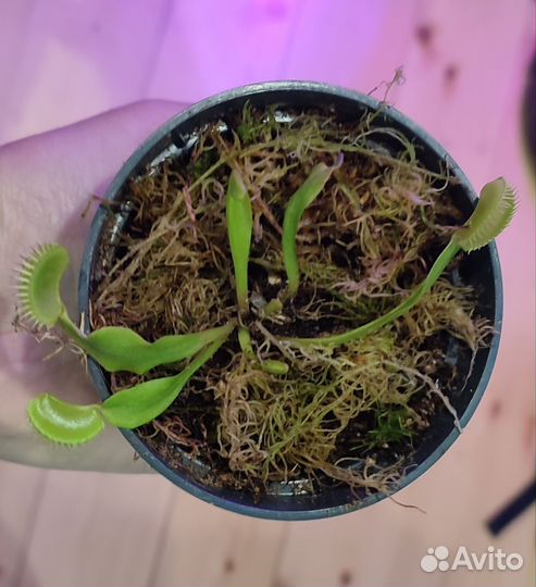 Венерина мухоловка