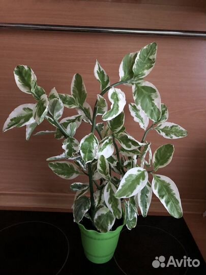 Педилантус