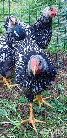 Петух породы виандот серебристый