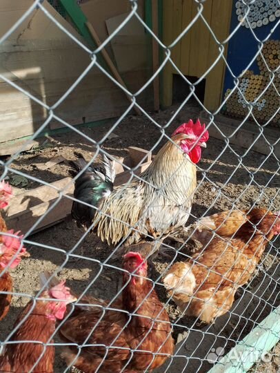 Куры несушки