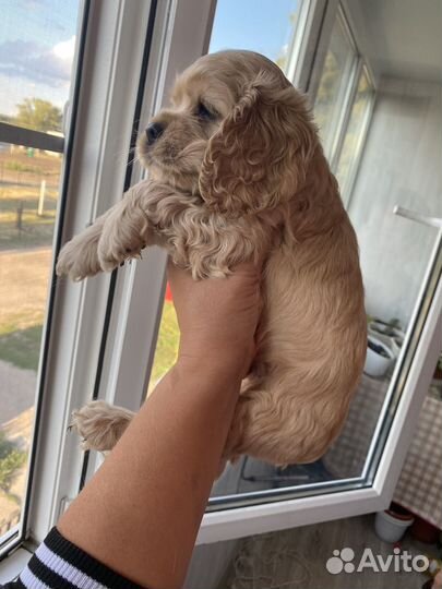 Кокер спаниель Американский