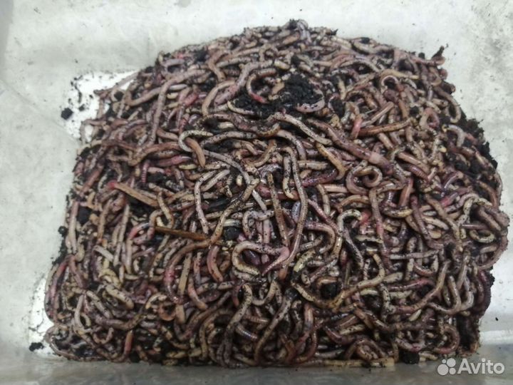 Червь дендробена