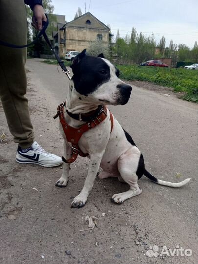Питбуль вязка