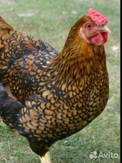 Инкуб.яйцо породистых кур