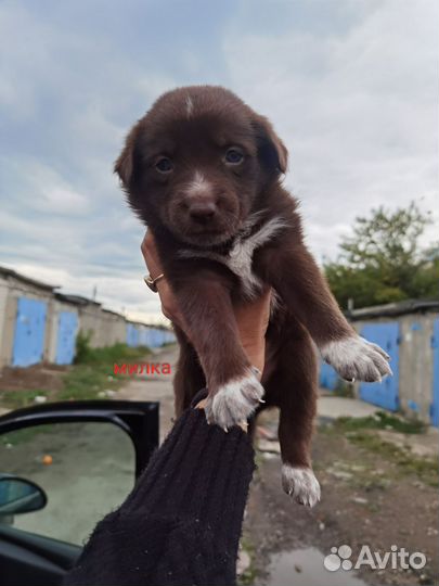 Карапузики щенки в добрые руки