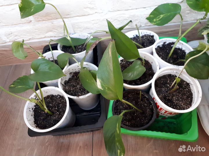 Сциндапсус