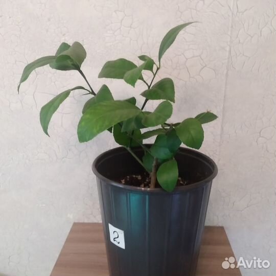 Лимоны. Саженцы