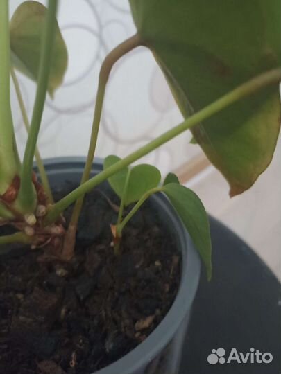 Комнатные цветы антуриум