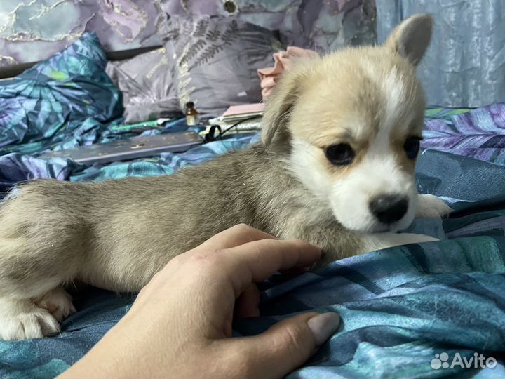 Очаровательные щенки корги пемброк