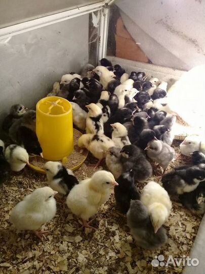 Цыплята. Несушки разных пород