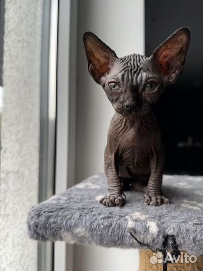 Канадский сфинкс котенок