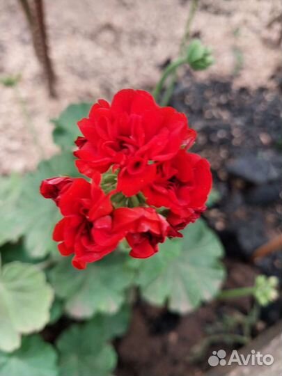 Пеларгония герань