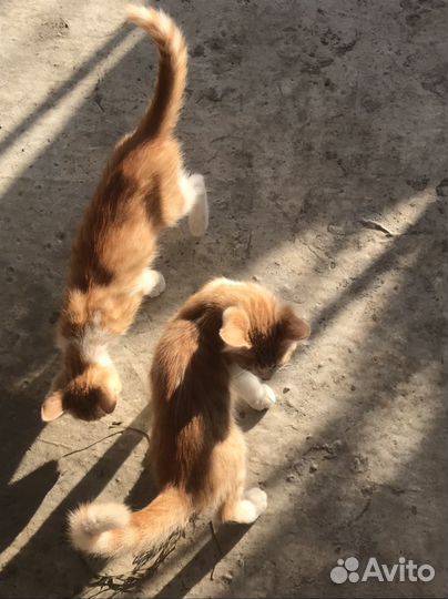 Котики бесплатно в добрые руки