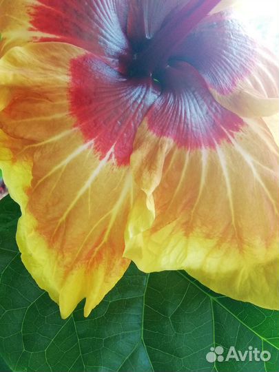 Отводки гибискуса Jayella