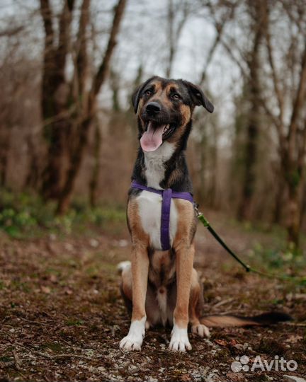 Саломон ищет дом