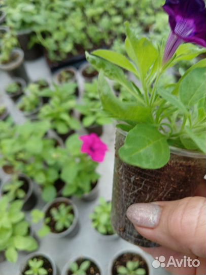 Рассада петунии
