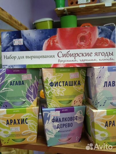 Бонсай дома