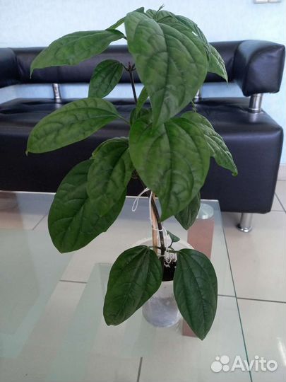 Клеродендрум Томпсона