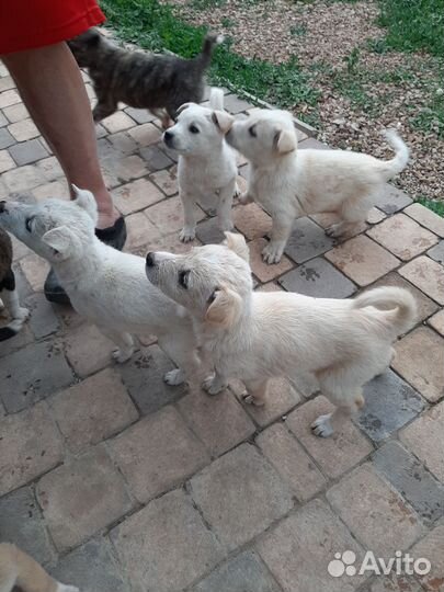 Щенок в добрые руки