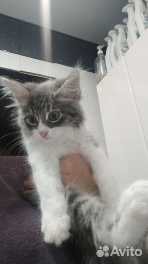 Котик бесплатно