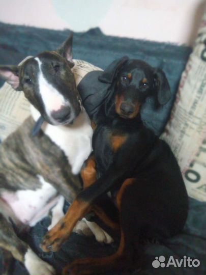 Передержка животных