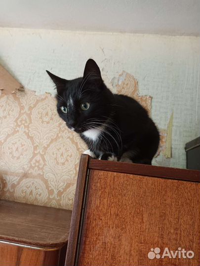 Кошки бесплатно