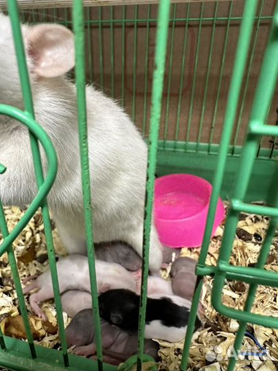 Крыса дамбо