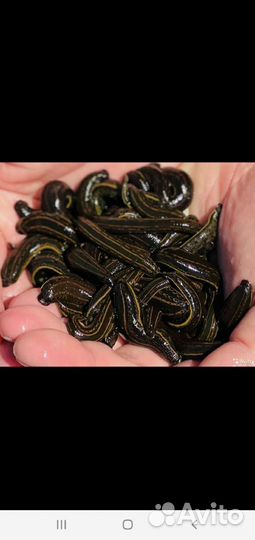 Медицинские пиявки