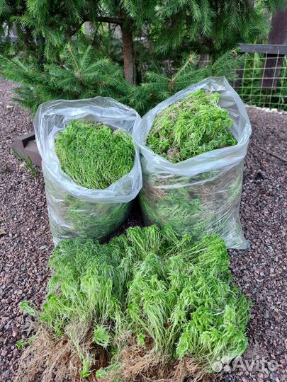 Мох сфагнум