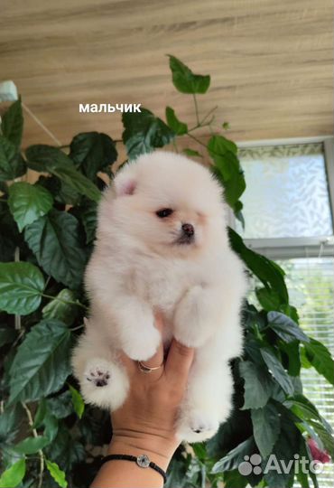 Померанский шпиц медвежьего типа