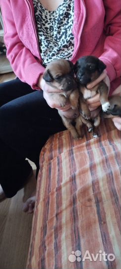 Маленькая собака