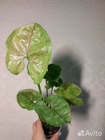 Сингониумы сортовые