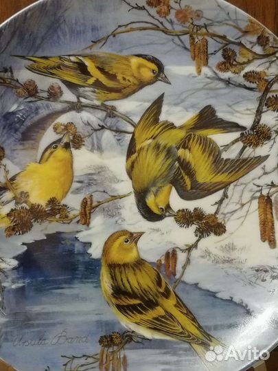 Тарелки урсулы банд. птицы зимой