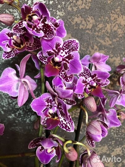 Орхидея фаленопсис бабочка PF 5003