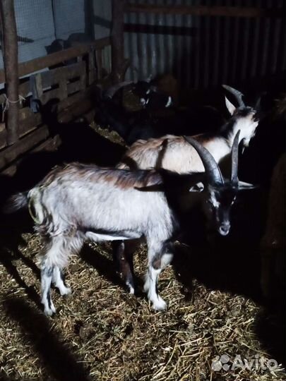 Овцы и козы