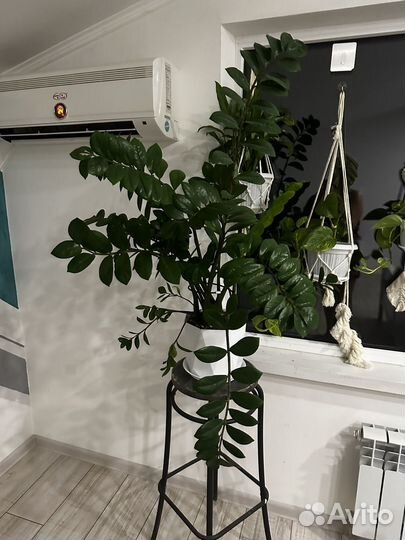 Замиокулькас