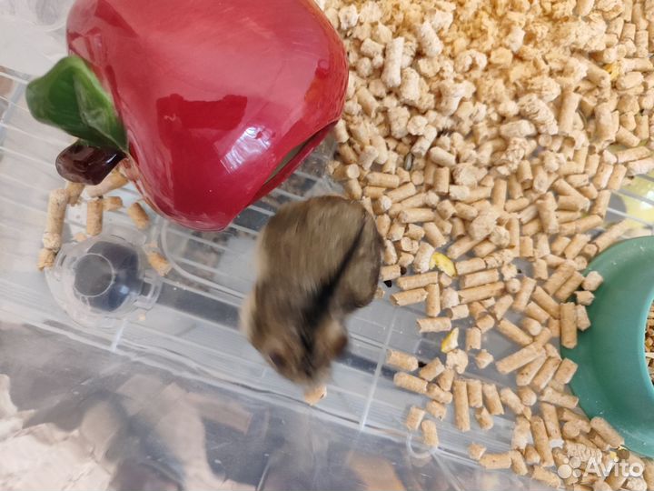 Джунгарский хомяк бесплатно