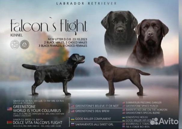 Щенки лабрадора