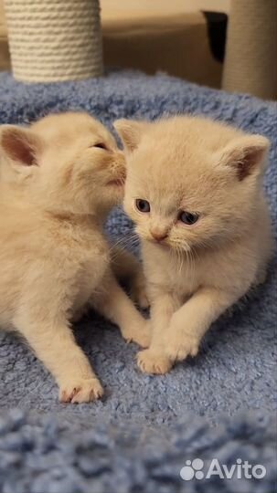 Британские кремовые котики