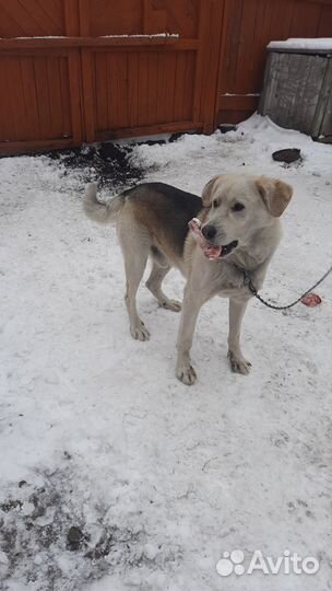 Собака в добрые руки отдам бесплатно