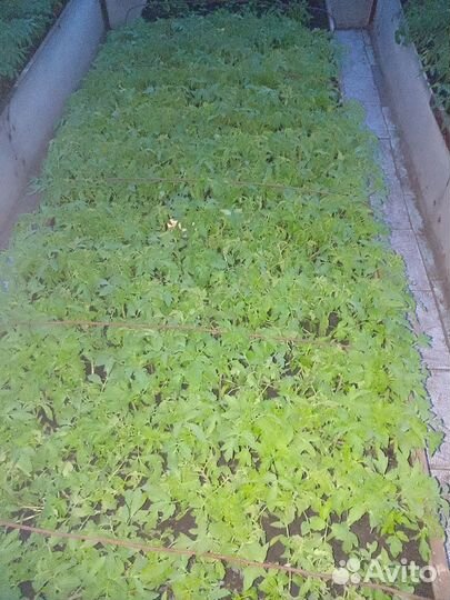 Рассада помидор, баклажаны, перец