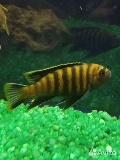 Аквариумные рыбки