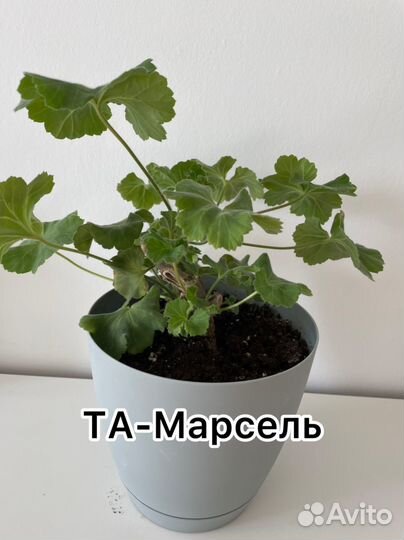 Пеларгония