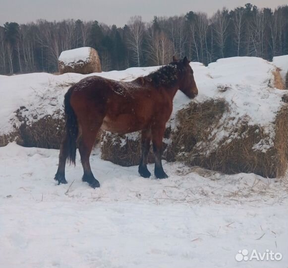 Лошади