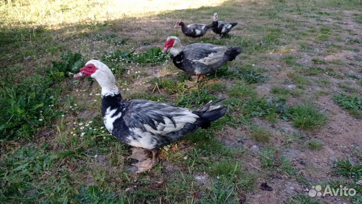 Индоутки тяжёлая линия(семья 1+2)