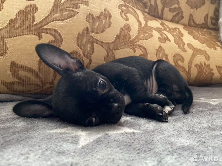 Щенки чихуахуа