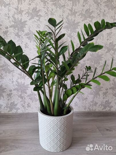 Замиокулькас